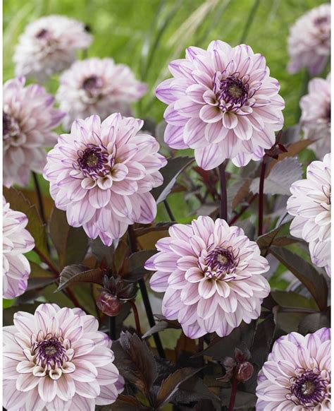 dahlia's kopen.